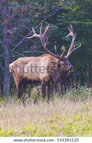 Bull Elk - Photograph taken during the fall rut in Elk State Forest, Elk County, Benezette, Pennsylvania.