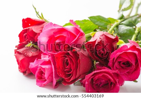 Rose on isolated background