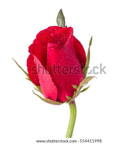 Close-up red roses with raindrops on the petals isolated on white background, clipping path included. Love concept.