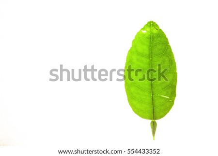 Green leaf with isolated white background for medical conceptual and text adding commercial
