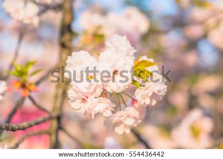 Sakura Cherry Blossoms Garden at Japan Osaka Mint Museum