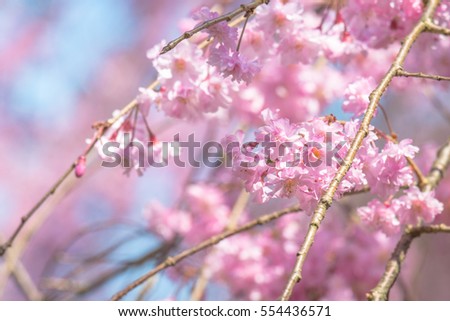 Sakura Cherry Blossoms at Japan Kyoto Haradanien Garden