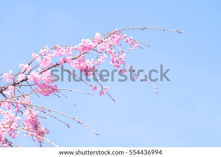 Sakura Cherry Blossoms at Japan Kyoto Haradanien Garden