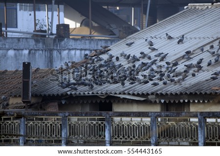 Group of pigeons on the roof top