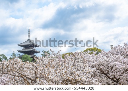 Sakura Cherry Blossoms at Japan Kyoto Ninnaji Temple - UNESCO world Heritage Site