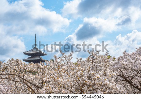 Sakura Cherry Blossoms at Japan Kyoto Ninnaji Temple - UNESCO world Heritage Site