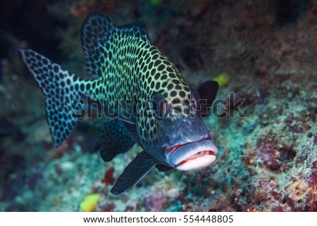 Spotted grouper close-up. Sipadan island. Celebes sea. Malaisia.