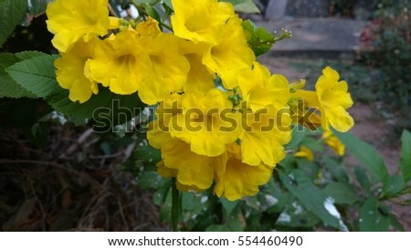 Yellow elder or trumpet flower or tecoma stans