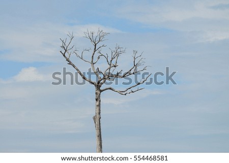 tall Trees without leaves on sky-clouds background.