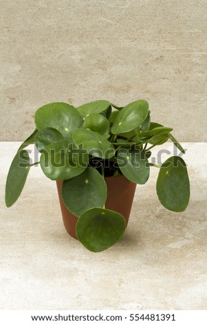 Pilea peperomioides, money plant in the pot. Single plant, beige background. 
