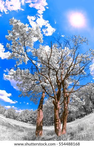 Oak with white leaves on blue sky background. Infrared photography of nature.