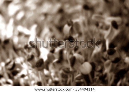 Blurred abstract background of Sunflower planting a sapling