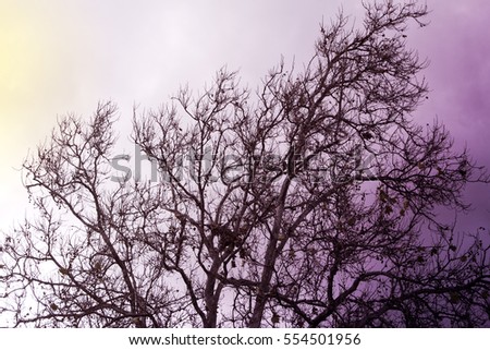 Branches of leaves hanging from tree, landscape