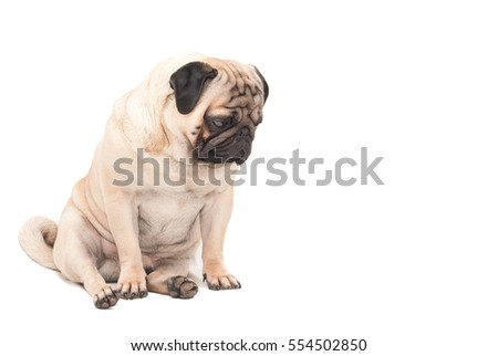 Sad pug dog isolated a white background. Picture for printed materials and backgrounds.