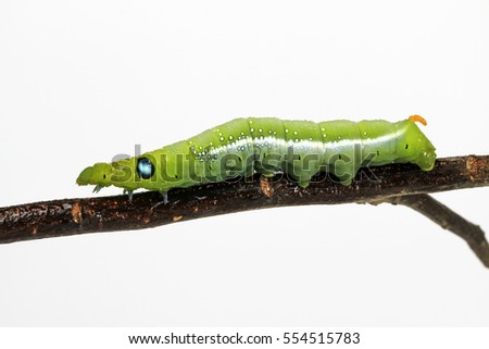 Oleander hawk-moth (Daphnis nerii, Sphingidae) caterpillar climbing plant stem