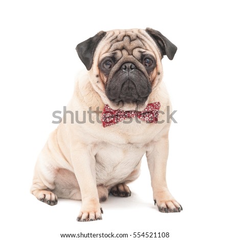 Pug dog sitting on it wearing a red patterned butterfly isolated on white background. Picture for printed materials and backgrounds.