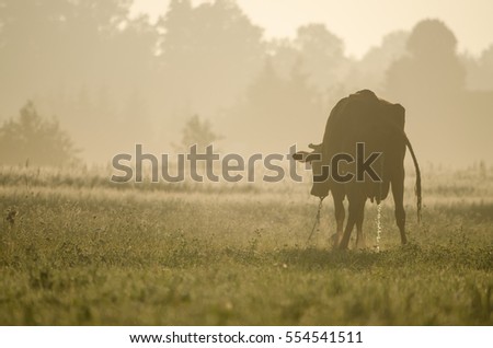 Cow into morning