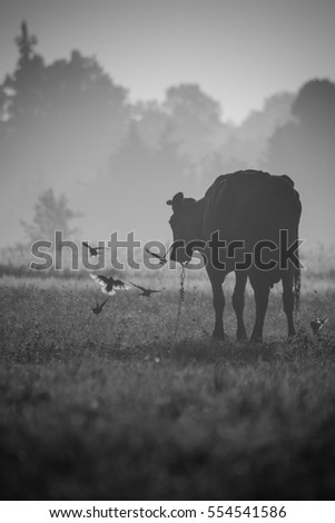 Cow into morning