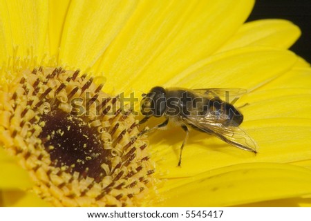 Bee on a flower in summertime