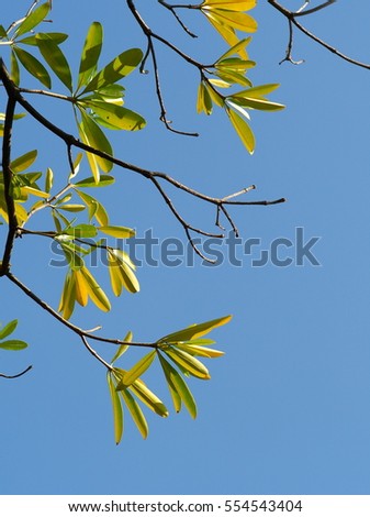 green young leaves of tropical plant, Dita, Shaitan wood, Devil Tree, Alstonia scholaris (L) R.Br. large and fast growing tree outdoor in nature with bright blue sky background on a sunny day