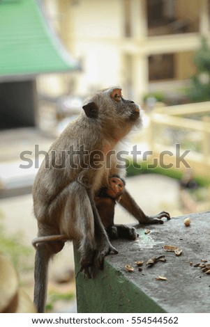 The baby monkey is drinking milk