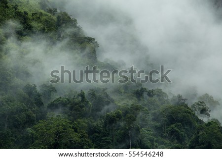 Misty beech forest on the mountain slope in a nature.