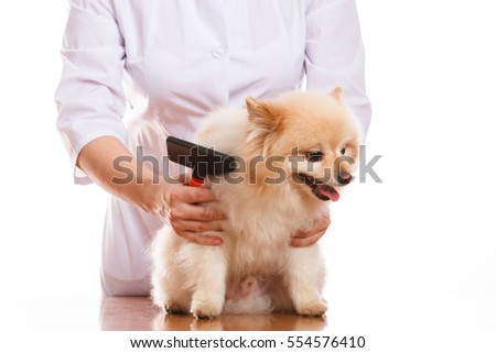 the vet holds the dog breeds Spitz on the neck stethoscope, white background