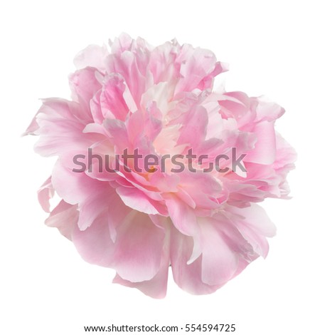 Pink peony flower rozovidnoy form isolated on white background.