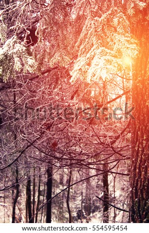 Winter park, fir branch with snow