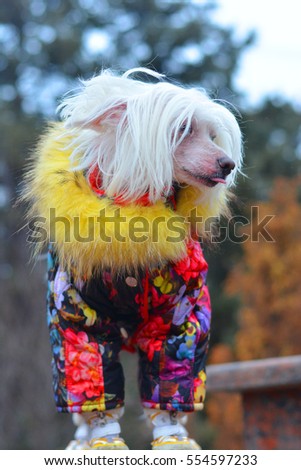 Portrait of chinese crested dog - copy space