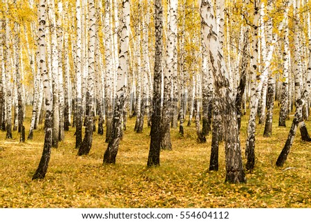 autumn, birch forest background