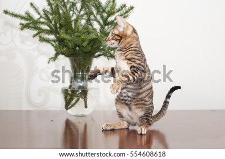 Toyger cat with brunches. Brown striped pedigreed kitten. Rare domestic breed. Feline muzzle close up. Bright cat.