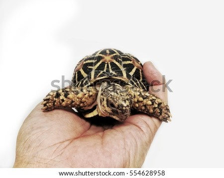 Burmese star tortoise on white background.