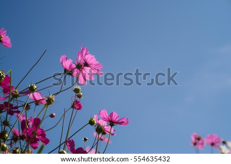 Pink cosmos flower on the blue sky