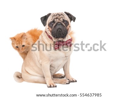 Pug dog sitting in a red bow tie and rear red cat isolated on white background. Picture for printed materials and backgrounds.