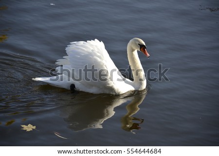 Detail of a wild swan portrait