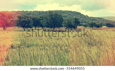 Herd of wild animals on a meadow in Africa. Wildlife of Natural Reserve. National Parks. Wonderful savannah landscape. Amazing vintage. Old photo. Nice background for your text