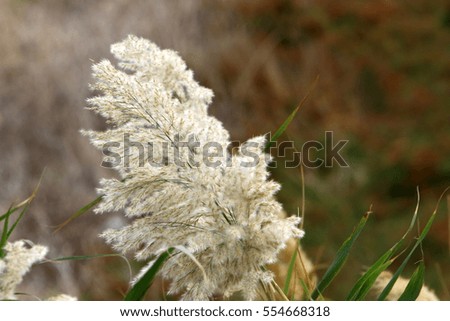 picture of nature and flowers close up in a forest in northern Israel