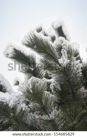 Pine branches in the snow