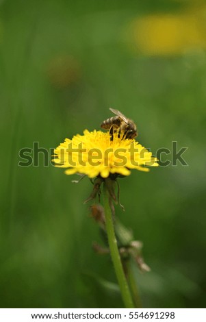 dandelion with bee