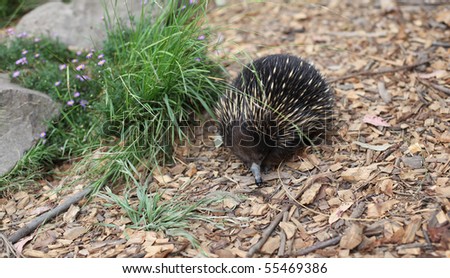 australian echidna in the bush looking for food