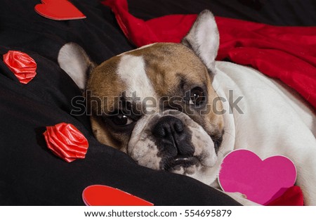 Valentine's Day French Bulldog
