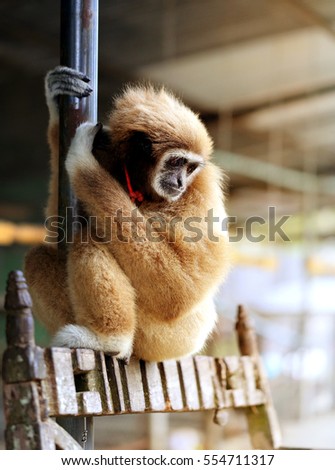 Photos bright background funny furry monkey in zoo
