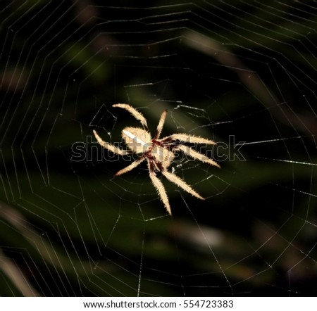 A photograph of a Garden Orb Weaver Spider in its web. This photo was taken in Brisbane, Australia. 