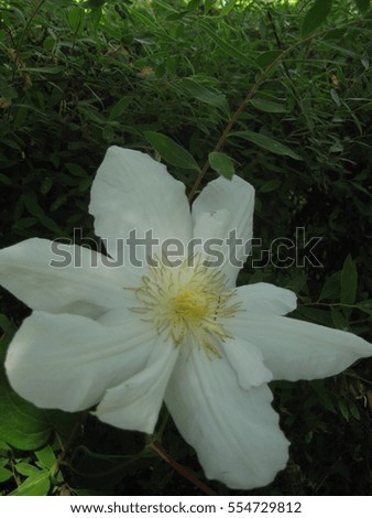 macro photo beautiful decorative large flower Clematis petals with pure white color on the background of the green of Park and garden landscape as the source for design and art print