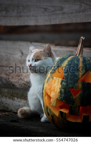 Halloween. White cat and pumpkin 