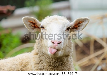 Funny sheep. Portrait of sheep showing tongue. Royalty-Free Stock Photo #554749171
