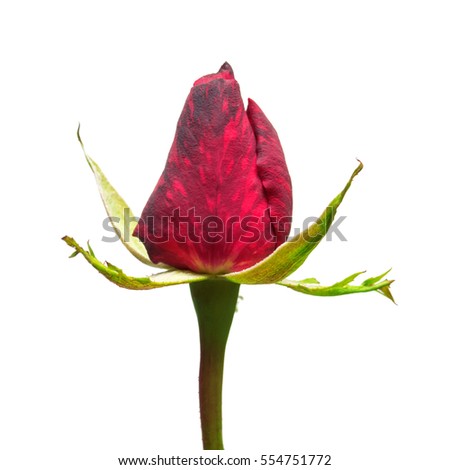 Beautiful flower red rose isolated on white background. Wedding card. Greeting. Summer. Spring. Flat lay, top view. Love. Valentine's Day