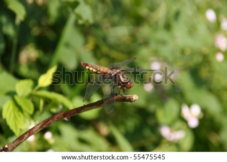 Broad-bodied Chaser (Libellula depressa) - Female on a branch