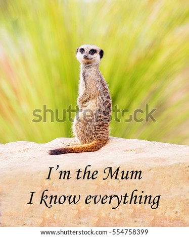 A picture of a meerkat with a slogan about knowing, obeying and understanding the rules of a group or society, a concept message for working as a team and knowing your place in a successful team.